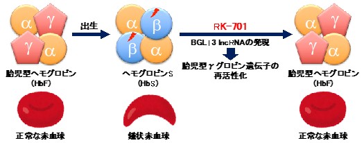 鎌状赤血球症の新しい治療薬候補を開発~ヒストンメチル化酵素G9aの